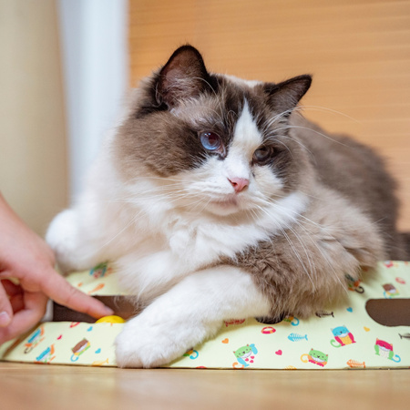 Petsona Kratzbrett für Katzen Natürlicher Katzenkratzer Spielplatz Kratzpappe & Kratzteppich für Katze Katzenspielzeug Selbstbeschäftigung, natürlich