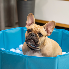 Petsona Foldable Dogs Pool with Balls, Dry Pets Foam Ball Pit, Soft Paddling Pool, blue:blue/yellow, 100 balls