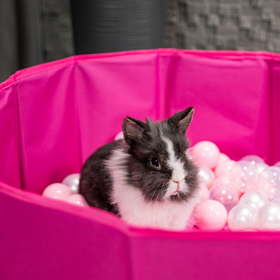 Petsona Hundepool für Hunde Faltbarer Hunde Pool Hundeplanschbecken mit bunten Bällen, Hundebadewanne Spielbereich für Hunde und Planschbecken Katzen, pink:weiß/grau/puderrosa